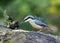 Distinctive nuthatch collecting seeds and nuts