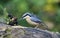 Distinctive nuthatch collecting seeds and nuts