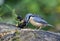 Distinctive nuthatch collecting seeds and nuts