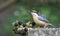 Distinctive nuthatch collecting seeds and nuts