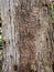 Distinctive pattern of a perennial target canker on a red maple tree trunk.