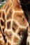 The distinctive pattern of a Rothschild giraffe's coat at the Giraffe Centre in Nairobi, Kenya