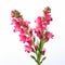 Distinctive Pink Flowers On White Background - Concore Style