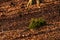 A distinctive tree trunk with moss and lots of brown leaves on the forest floor