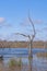 Distinctive Tree Trunk in a Wetland Lake