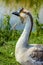 Distinguished looking African goose