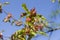 Distorted, diseased peach tree leaves against a blue sky.