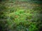 distorted forest plant details with old petzval lens