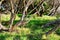 Distorted Stringy bark Eucalyptus Trees, Sydney, Australia