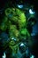 Distorted view into a haunted fountain, covered with a glass plate, dew drops, ferns and moss, enchanted drops of water