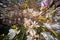 Distorted wide-angle shot of a magnolia tree in full bloom in front of a red brick administration building