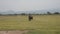 Distraught Male Bull Elephant Furiously Runs Around Pasture In An Excited State