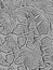 Distress Snake skin grunge texture. Black and white background