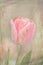 Distressed pink tulip