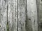 Distressed White Painted Wood Plank with Decaying Texture