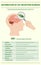 Distribution of CB1 Receptors in Brain vertical infographic