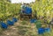 The distribution of colored boxes for harvesting bunches of black grapes in the Chianti area, Tuscany, Italy
