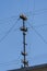 Distribution of electrical cable networks on roof in houses. Metal pipe with electric wire on blue sky background, closeup