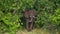 Distrustfully looking African elephant appearing between the trees at the shore of Chobe River, on boat safari, Chobe NP.