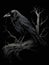 A disturbed raven caws from a twisted branch of a dead tree its wings ruffled as it watches you in the darkness. Gothic