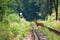 Disturbed roe deer crossing the grassy railway on sunny day.