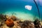 Disused plastic bag floating over a coral reef