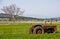Disused Tractor In Field