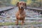 Disused train track of the old Iron Rhine Railway IJzeren Rijn with a very attentive brown short-haired dachshund