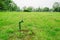 Disused water faucet in grassy lawn