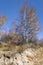 Ditch with a birch trees, Inner Mongolia, Hebei, Mulan Weichang, China, Asia