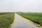A ditch with duckweed and reeds in the dutch countryside in spring