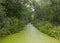 A ditch filled with duckweed in a temperate deciduous forest.