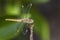 Ditch Jewel dragonfly - Brachythemis contaminata