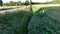 Ditch overgrown by Himalayan balsam Impatiens glandulifera. Invasive weeds which likes wet ground. Perspective along road and