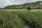 Ditch trhough a meadow with trees in the Flemish countryside