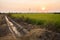 Ditch water near paddy rice fields See the sunset