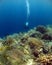 DIVE WITH BEAUTIFUL CORALS