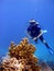 Diver admires fire coral.