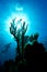 A diver admiring the coral on a reef in Honduras