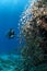 Diver along the reef, red Sea, south Sinai, Egypt