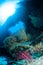 Diver, barrel sponge, feather stars, black sun corarls in Banda, Indonesia underwater photo