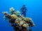 Diver behind coral