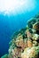 Diver blue water scuba diving bunaken indonesia sea reef ocean