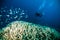 Diver blue water scuba diving bunaken indonesia sea reef ocean