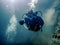 Diver captures underwater world on camera in diving gear
