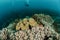 Diver, coral reef, mushroom leather coral in Ambon, Maluku, Indonesia underwater photo