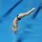 Diver diving into the pool