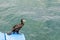 Diver duck sitting on the edge of the pier by the sea