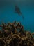 Diver and Elk Horn Coral at Great Barrier Reef