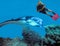 A Diver Encounters a Giant Manta Ray